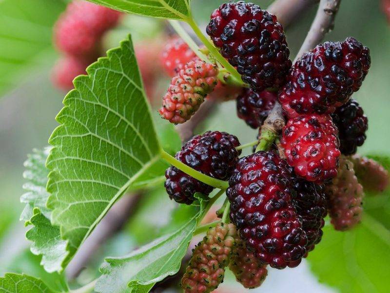 Шелковица купить саженцы из питомнике в Херсоне