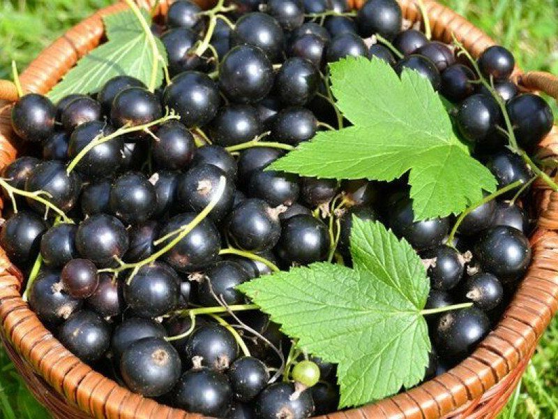 Смородина купить саженцы из питомника в Херсоне