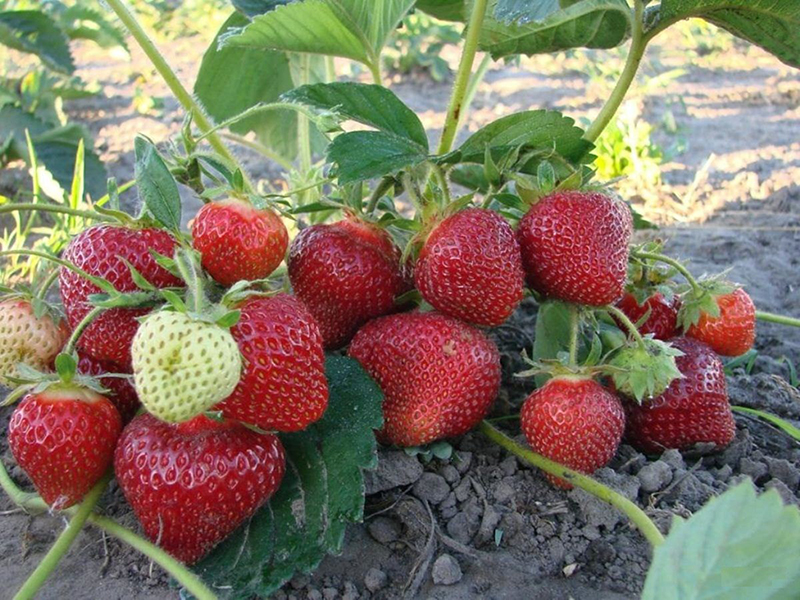 Клубника купить саженцы из питомника в Херсоне