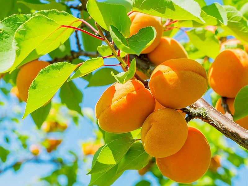 Абрикос купить саженцы из питомнике в Херсоне