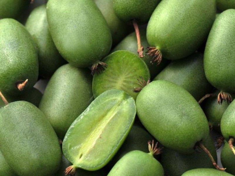 Актинидия купить саженцы из питомнике в Херсоне
