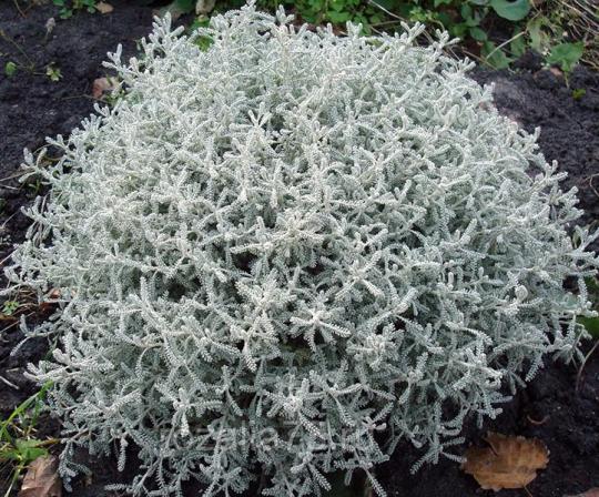 Сантолина сизая