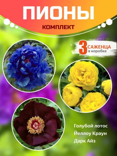 Пион корни комплект: Голубой Лотос, Йеллоу Краун, Дарк Айз