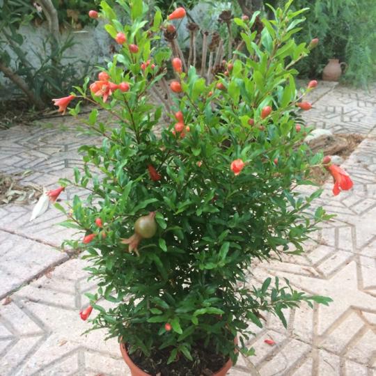 Гранат "НАНА"