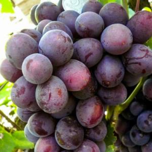 Виноград "ДА ВИНЧИ"
