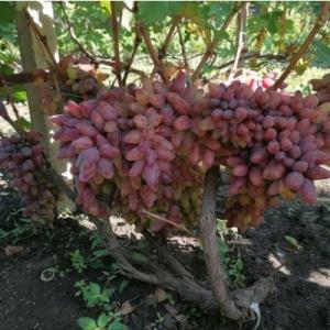 Виноград "ОСКАР"